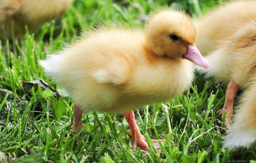 Young small duckling free photo
