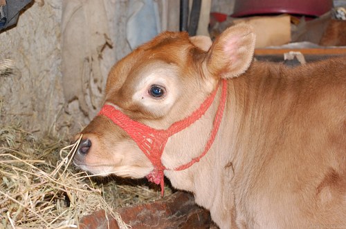 Young veal in a farm free photo