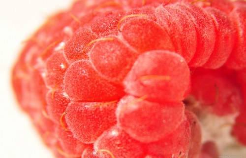 raspberry closeup free photo